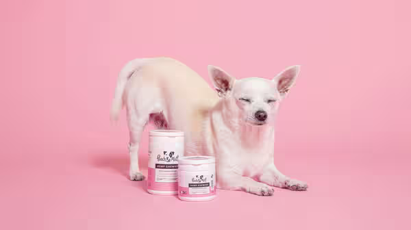 How to calm your dog during fireworks on Bonfire Night-Image 1