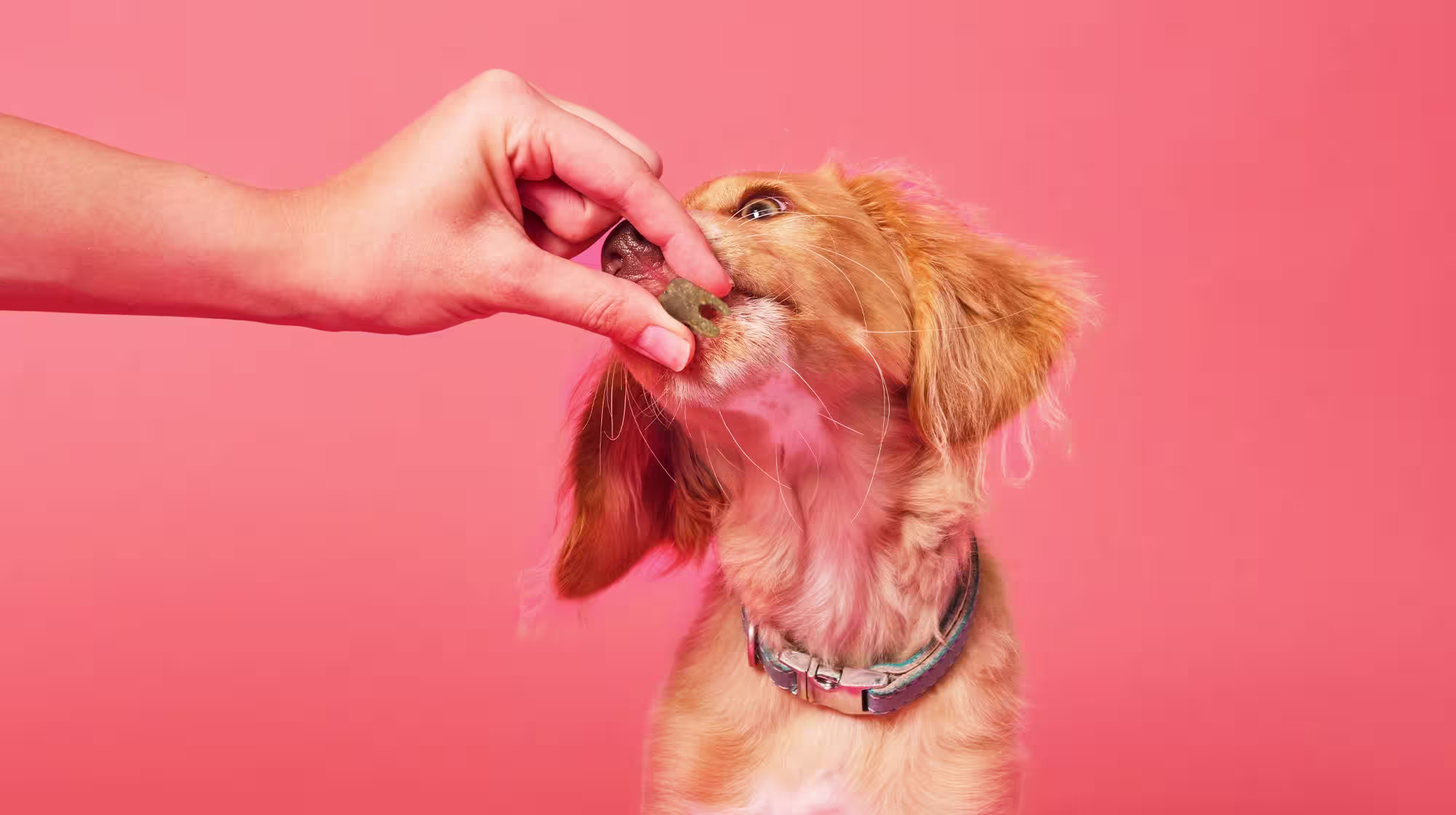 A golden coloured cocker-mix puppy, taking a treat, against a salmon pink coloured background