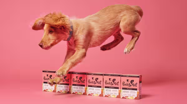 Wet dog food vs dry dog food: What’s best?-Image 1