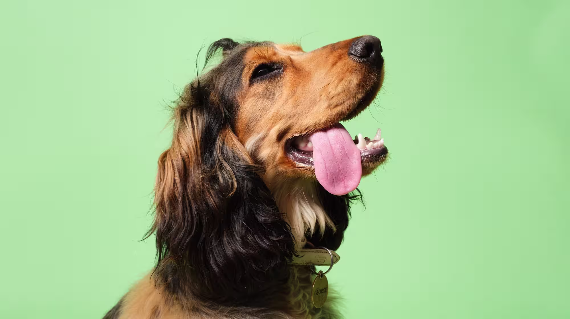 Is sniffing good for dogs?-Image 2