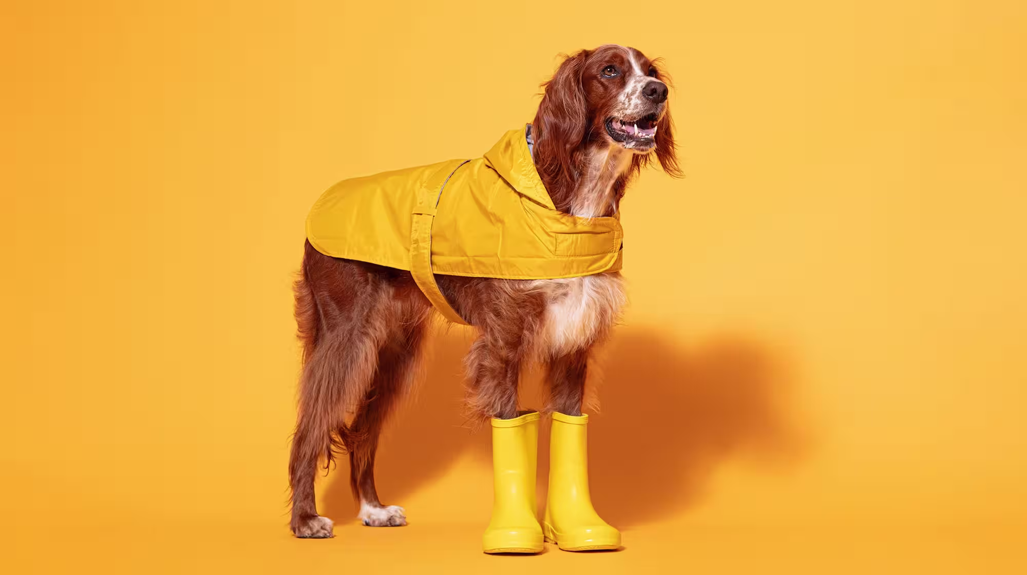 Ticks on dogs: checking,  prevention and removal-Image 1