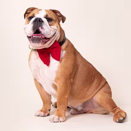English Bulldog