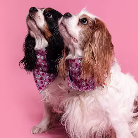 Cavalier King Charles Spaniel