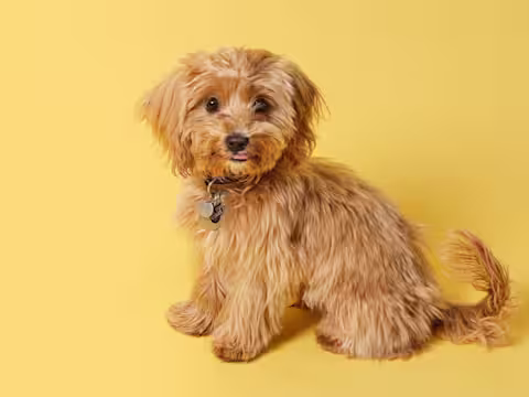 Cavapoo