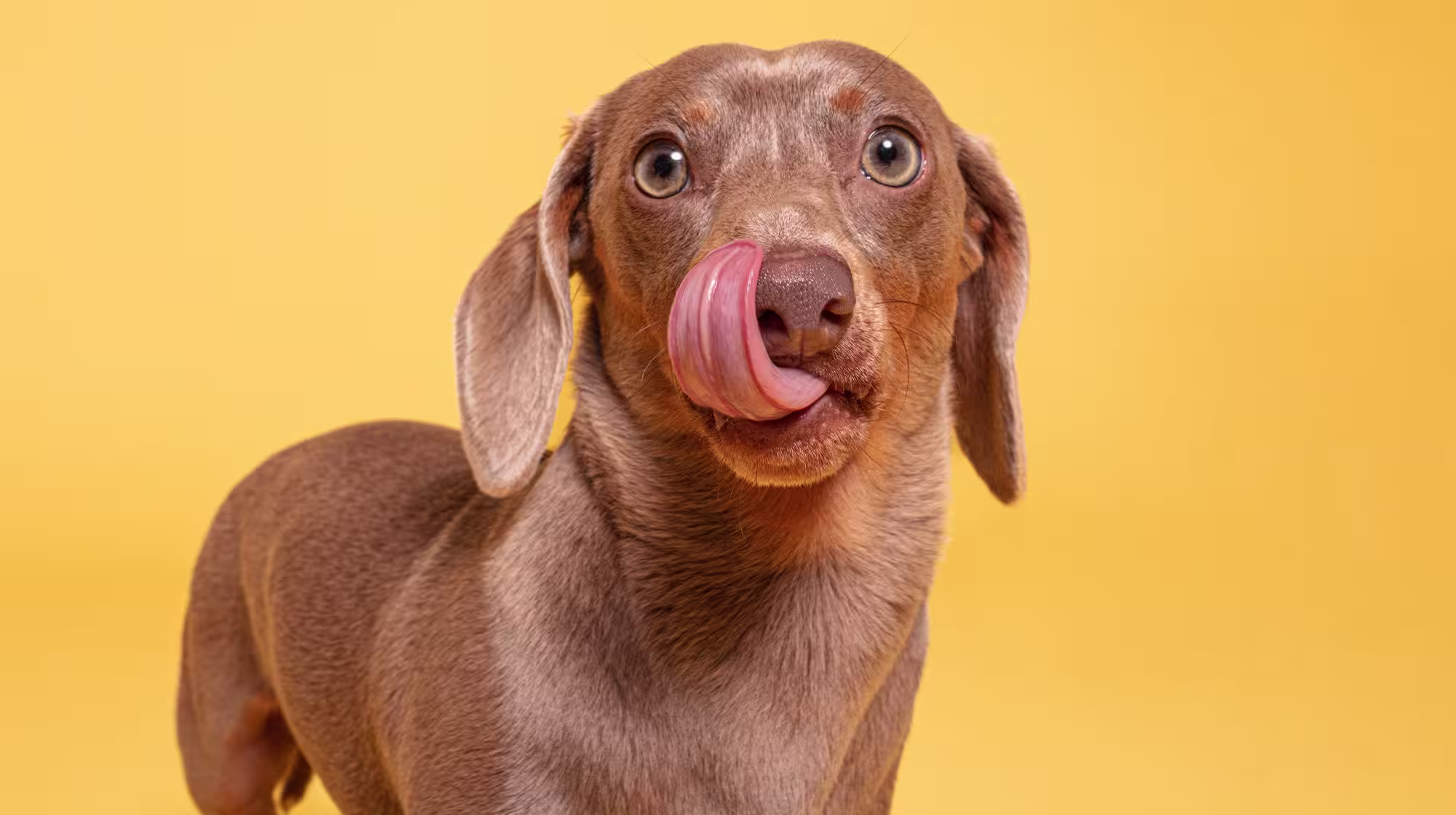 Everything you need to know  about hydrolysed dog food-Image 2