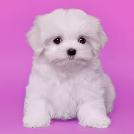 Maltese