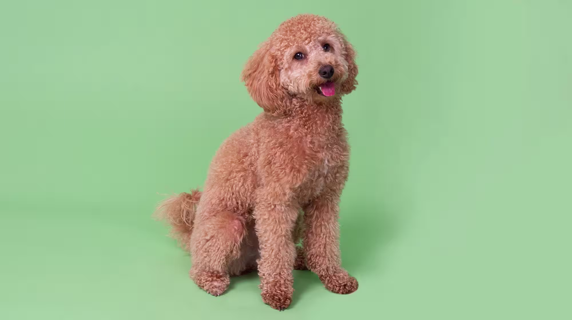 Dog constipation: Helping dogs poop quickly-Image 1