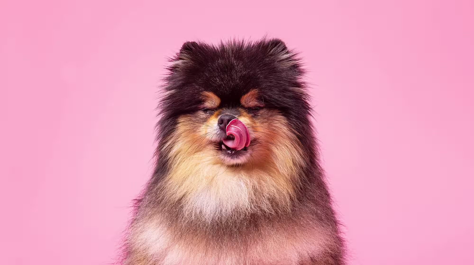 Feeding guidelines for your dog-Image 2