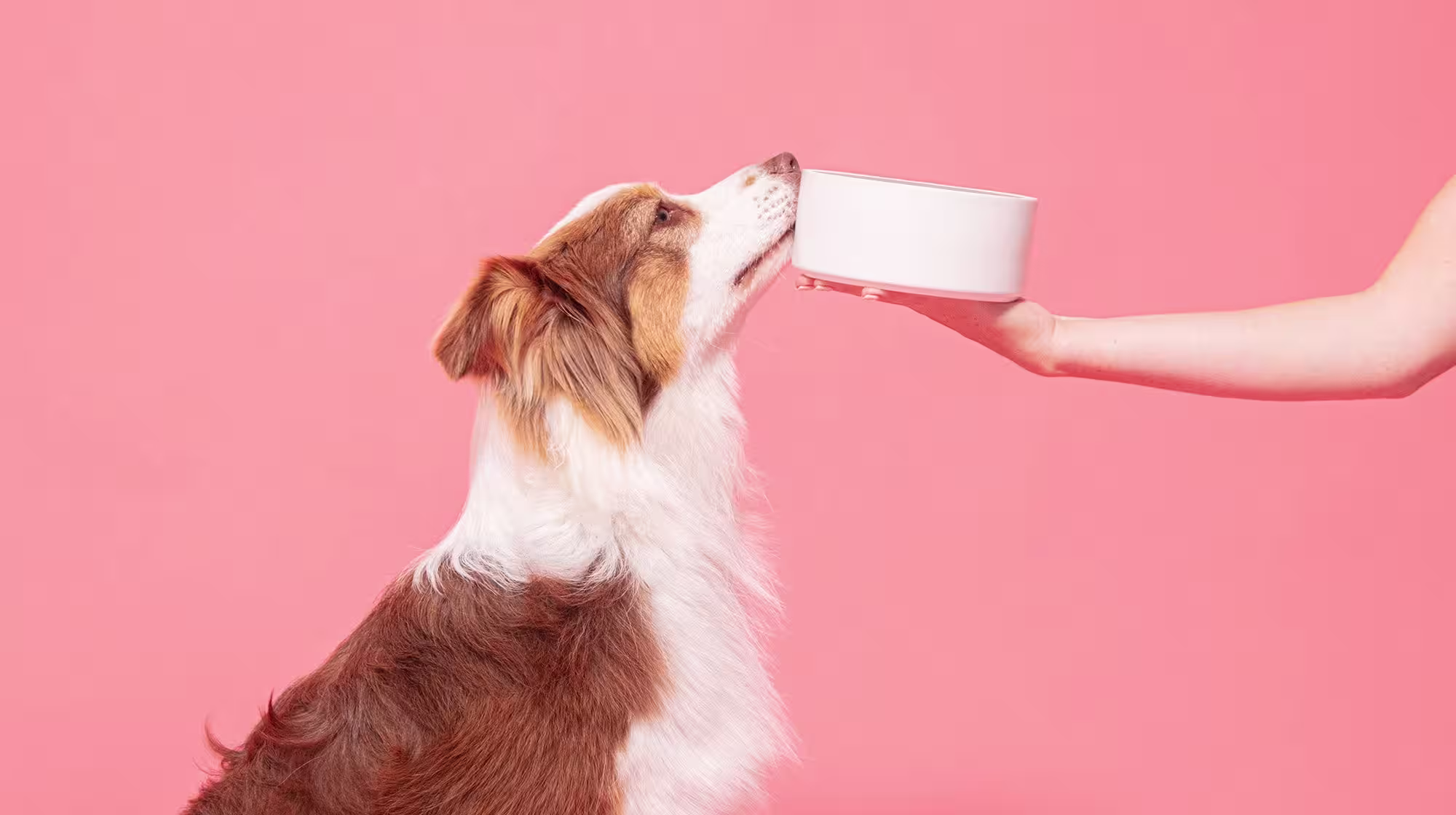 Can dogs eat Pineapple?-Image 1