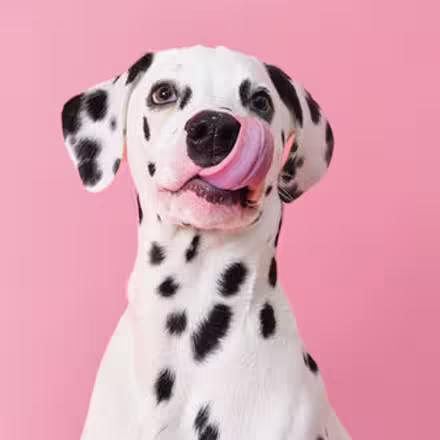 HUA vs LUA in Dalmatians: Everything you should know-Image 2