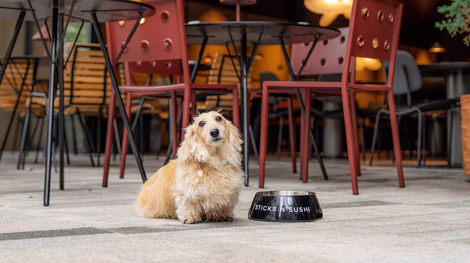 Dining in a restaurant with your dog: Tips & Tricks-Image 1