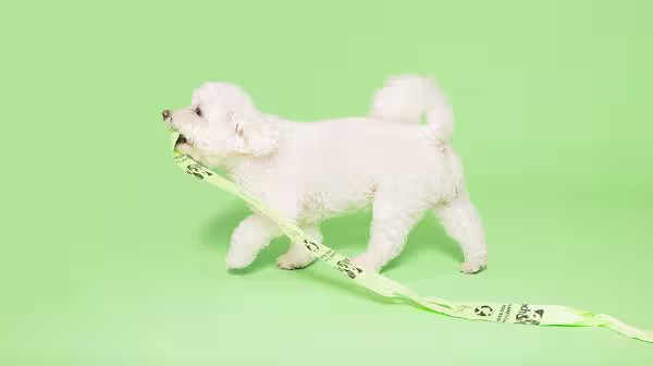 white dog pulling along roll of poo bags on a green background