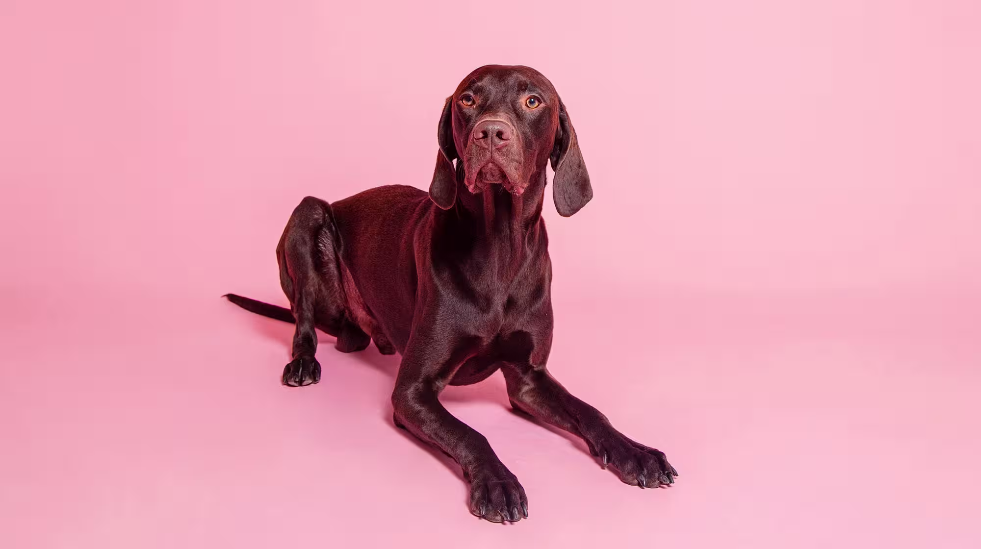 Chocolate poisoning in dogs:  What to do if your dog eats chocolate-Image 1