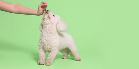 White dog taking a Pooch & Mutt treat off their human, against a pale green background