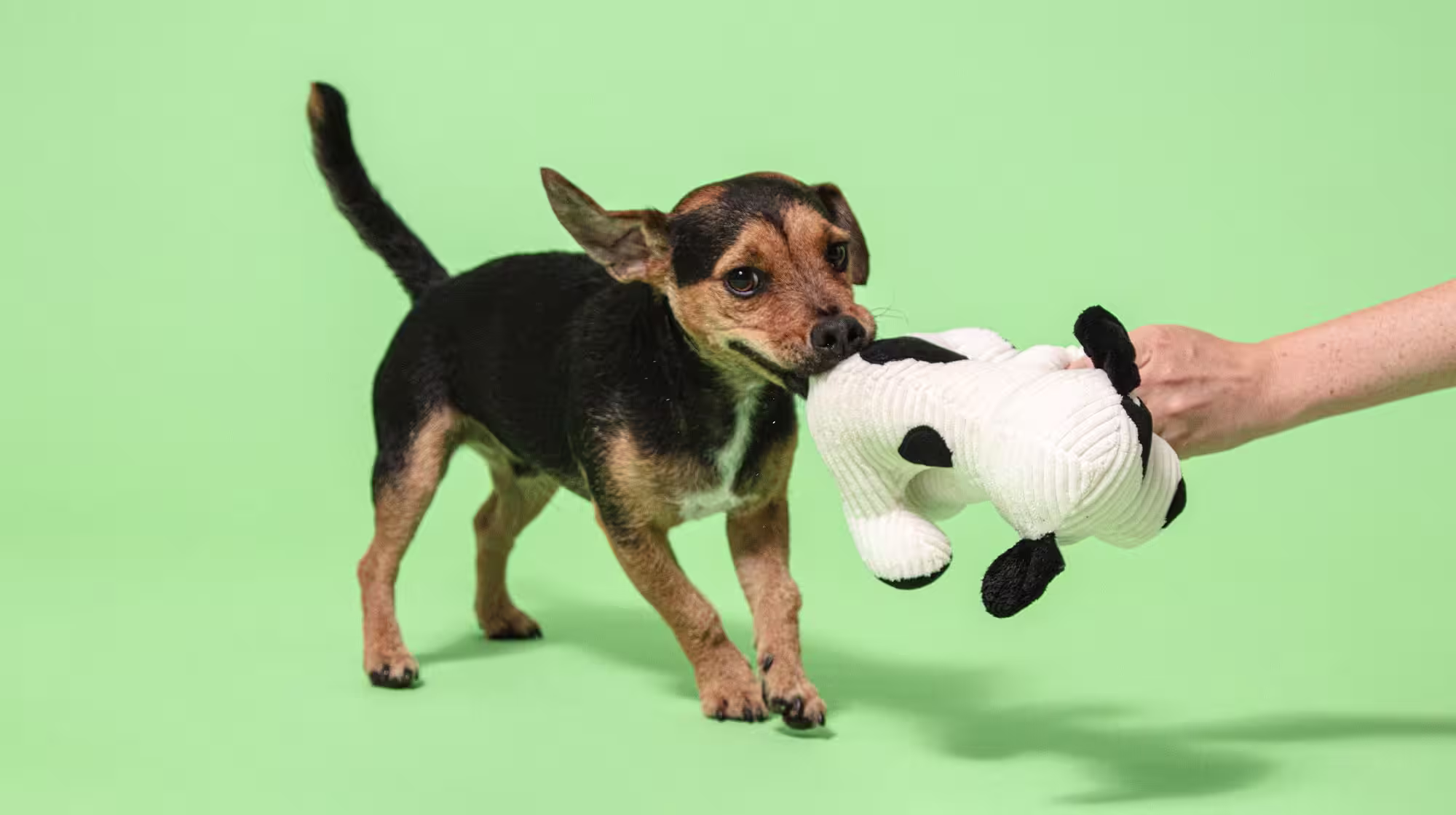 Why do dogs dig?-Image 2