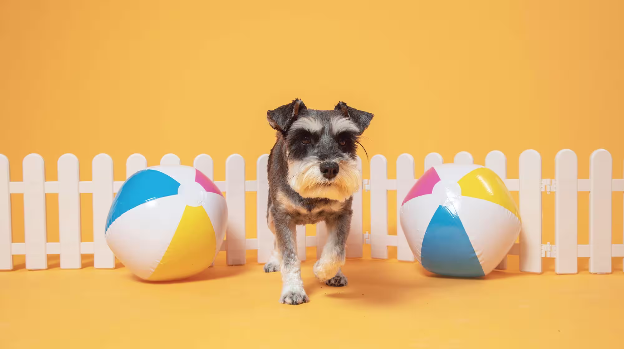 Keeping your dog safe in the garden-Image 1