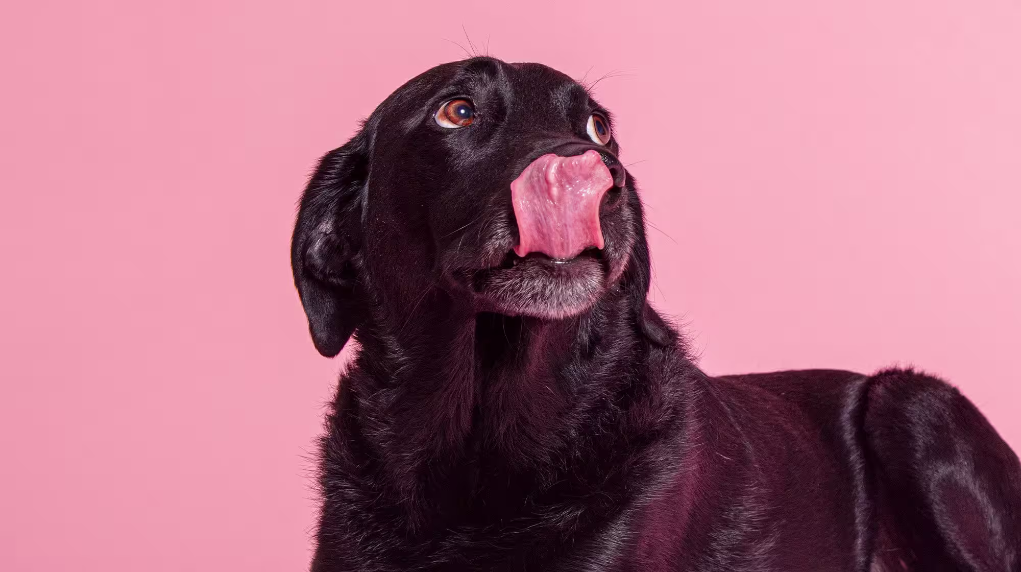 Is my dog pregnant? Signs, nutrition and care-Image 2