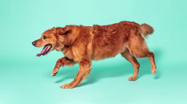 A red-coloured retriever running, against an aqua blue background 