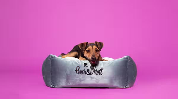 How to keep your dog warm in the winter-Image 1