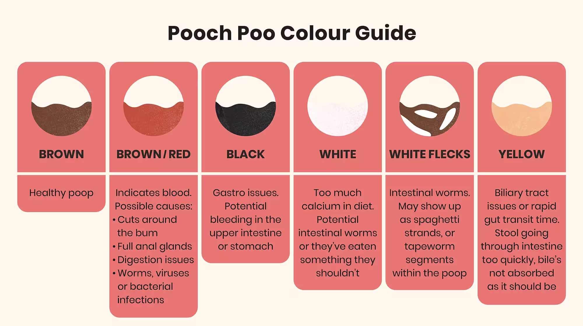 Everything you need to know about your puppy's poop-Image 1