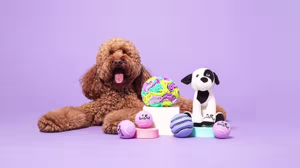 How to calm your dog during fireworks on Bonfire Night-Image 3