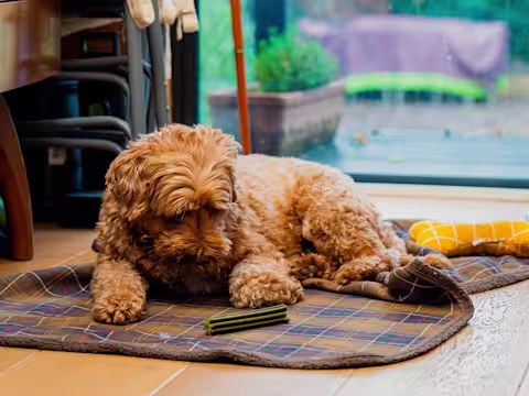 A brown Cockapoo lies on a tartan blanket looking at a Pooch & Mutt dental stick.