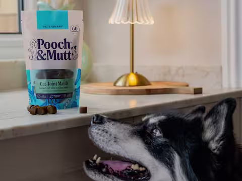 A Siberian Husky looking up to a pack of Pooch & Mutt's Gut Joint Matrix Supplements for dogs that's sat on a counter.