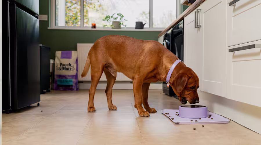 An auburn dog eats dry food from a purple dog food bowl on the floor.