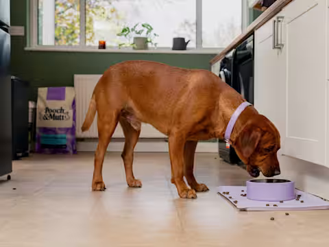 An auburn dog eats dry food from a purple dog food bowl on the floor.