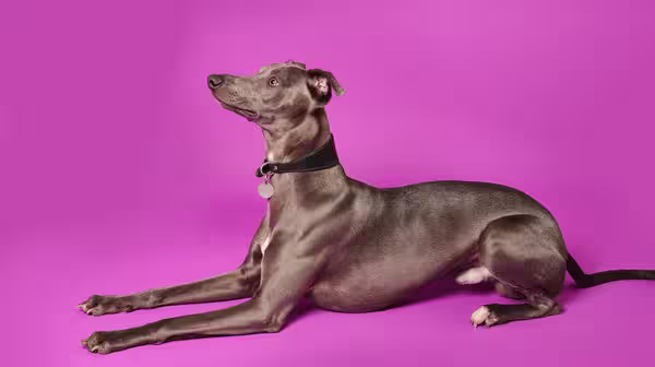 What is Alabama Rot in dogs?-Image 2