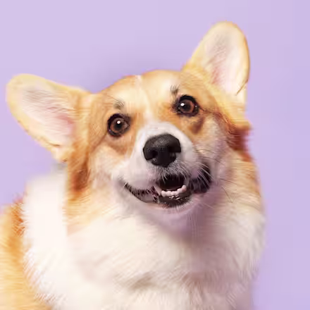 Corgi