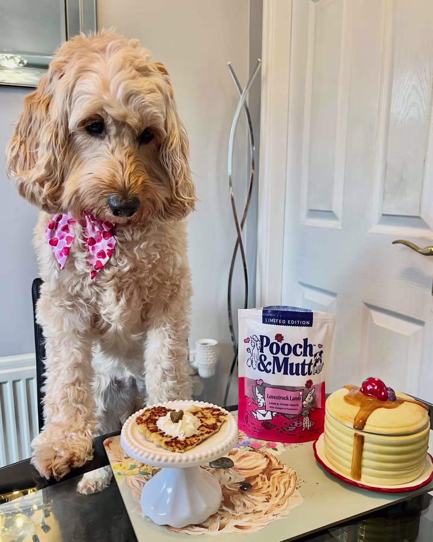 bellathecockapoo2022-pancake