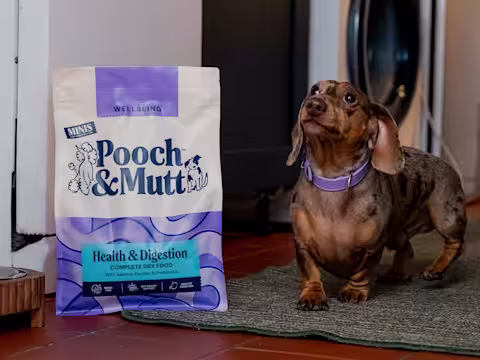 A Dachshund standing next to a bag of Pooch & Mutt's Health & Digestion Dry Food.