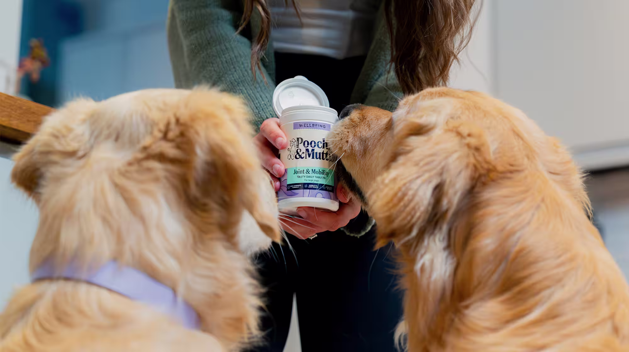 Two Golden Retrievers with their backs to the camera, sniffing a pot of Pooch & Mutt's Joint Care Supplements for dogs that their owner is holding.