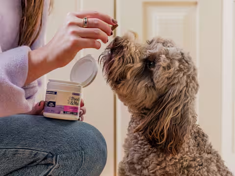 A dog owner feeds a fluffy brown dog a Pooch & Mutt Hemp Chew.