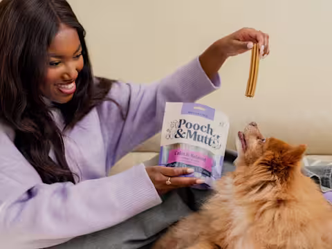 Sat on a sofa, a dog owner dangles a dental chew above dog who is looking up trying to reach it