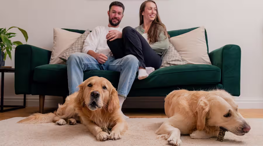 Two dog owners sit on the sofa whilst two Golden Retrievers lie on the floor chewing Pooch & Mutt Long Lasting Fish Hide Chews.