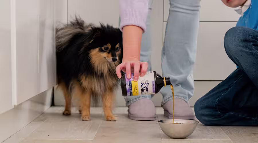 A Pomeranian watching their owner pour Pooch & Mutt's Salmon Oil over their food.