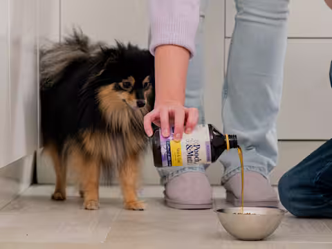 A Pomeranian watching their owner pour Pooch & Mutt's Salmon Oil over their food.