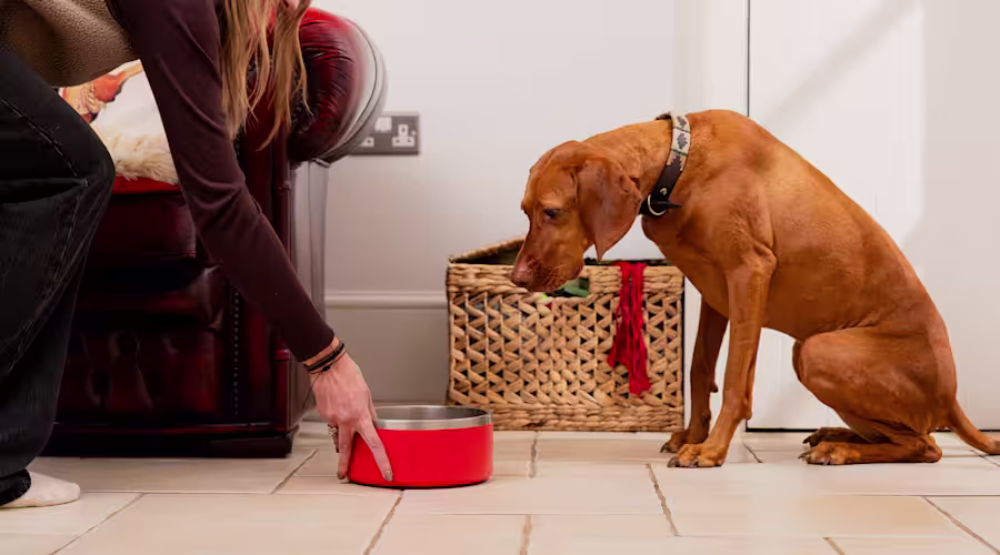 An auburn Pointer sits on the floor as their owner pushes a red bowl towards them.