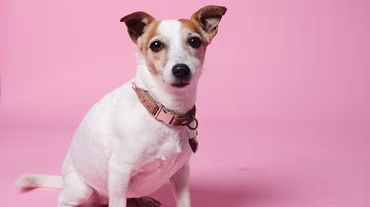 At what age is my dog considered senior?-Image 2