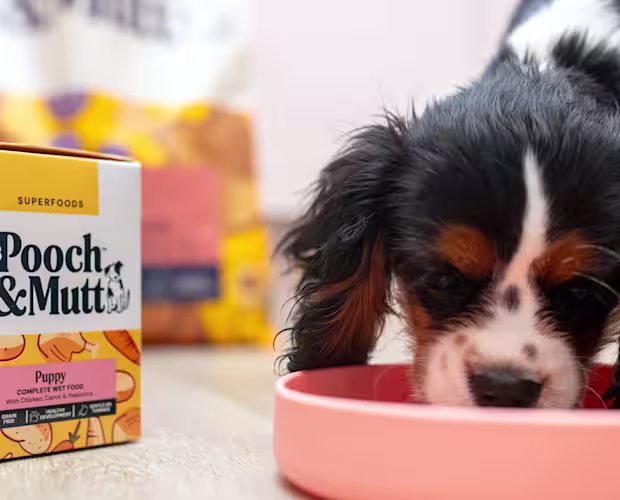 puppy nutrition landing page hero 1