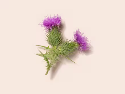Milk Thistle Seeds