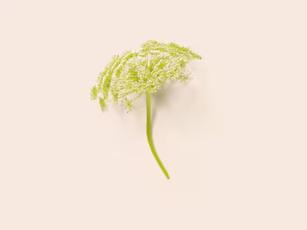 Meadowsweet