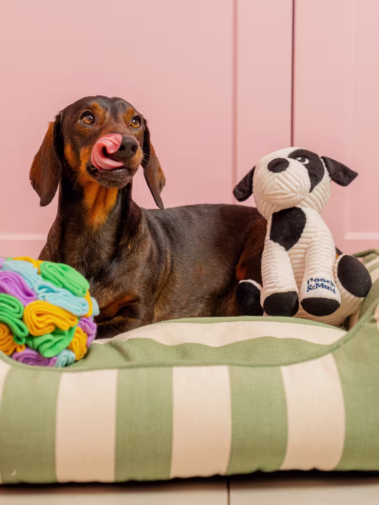 Peanut the dog in a dog bed with Pooch & Mutt toys