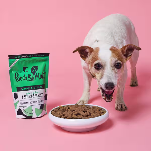 3 key nutrients your active dog needs in their diet-Image 3