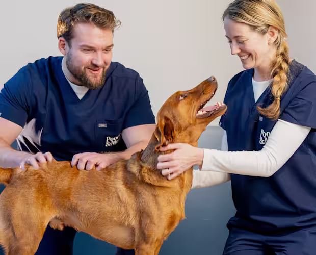 P&M WEBSITE VET BANNERS GENERAL