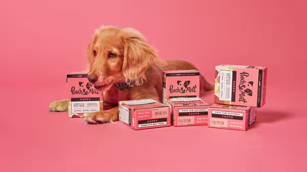 What is the best food for dogs with sensitive stomachs?-Image 4