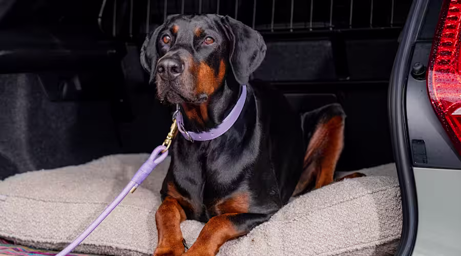 A black and tan Doberman sits in the boot of a car, wearing a purple collar and lead.