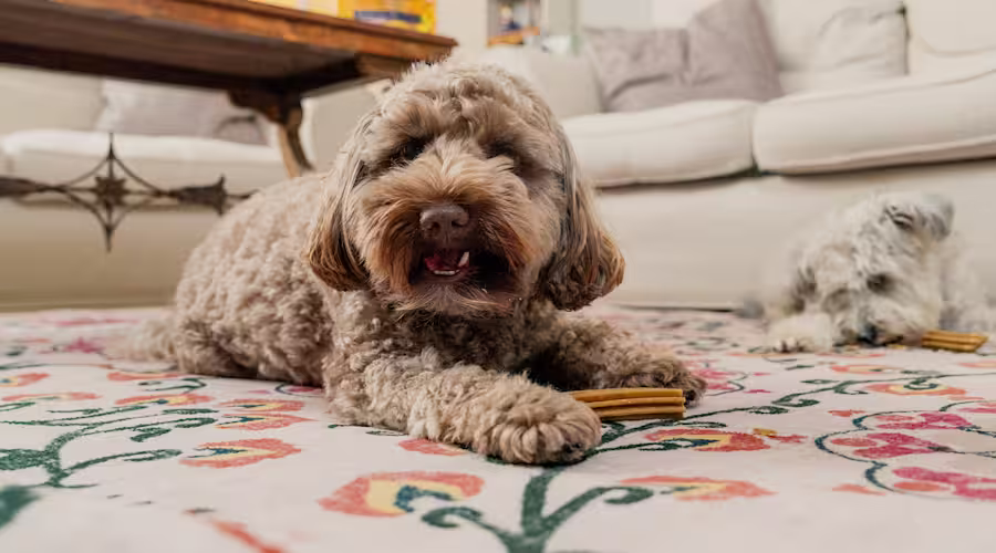 A brown fluffy dog in the foreground chewing on a dental stick, with a white dog chewing on a dental stick in the background.